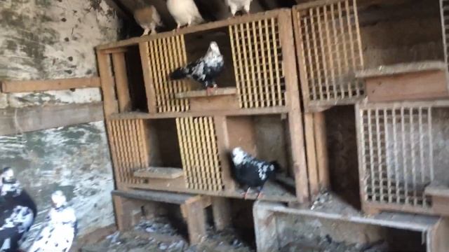 Трахеидный клещ у голубей ,поддаётся лечению.