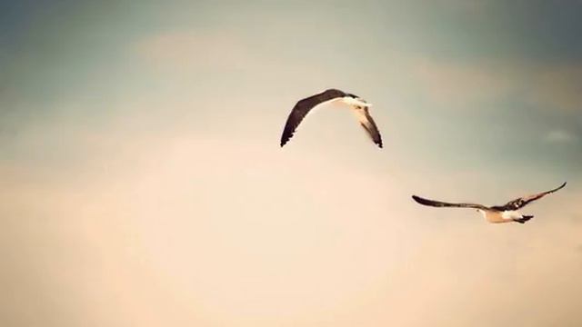 mike crank - Виктор Цой - Стань птицей смотреть онлайн