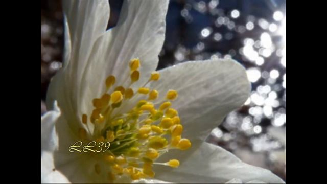 Serenade ( Schubert)~ Anne Gastinel ~Videoclipul editat de mine смотреть онлайн