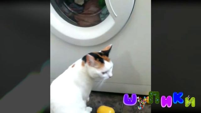 Шупики. Котяка крутяка. Кошка и стиральная машина. Зачем коты это делают? смотреть онлайн