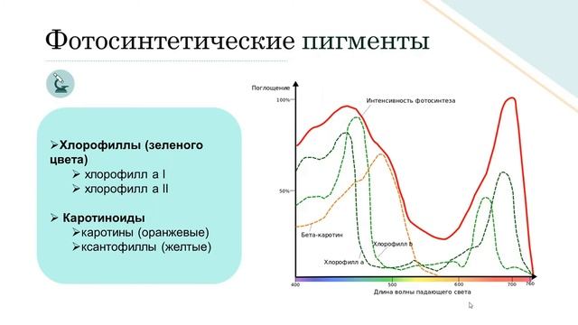 СПОСОБЫ ПИТАНИЯ ОРГАНИЗМОВ. ФОТОСИНТЕЗ. Часть 1 смотреть онлайн