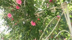 Видео обзор розы рамблер Камелот(Camelot)