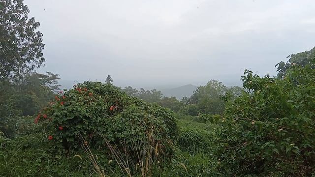 Rain & Birds sound | Relaxing, Stress relief, Studies, Sleeping, Self Healing | Hills station смотреть онлайн