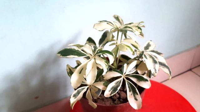 Durgapur Nursery Plant Haul | July 2021 | Indoor Plants | #planthaul #caladiums смотреть онлайн