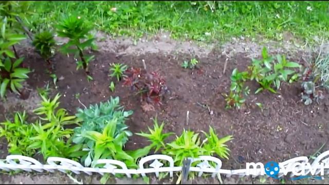 ДАЧА / МАЙ / ЦВЕТЫ смотреть онлайн