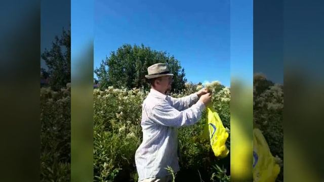 Сбор и сушка Таволги. смотреть онлайн