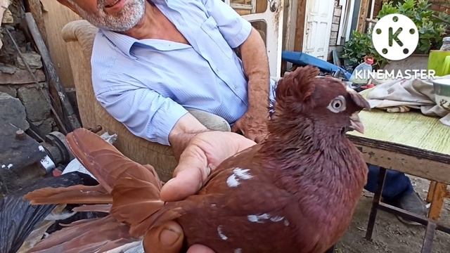 Чили и Мраморные Голуби | ВИКИПЕДИЯ смотреть онлайн