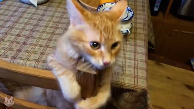 Рыжий кот метис мейн - куна Спартак атакует со стула! смотреть онлайн