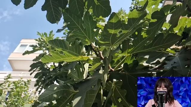 Чтобы не жениться на деревенской невесте, миллионер пришёл на свадьбу в бомжовом прикиде... смотреть онлайн