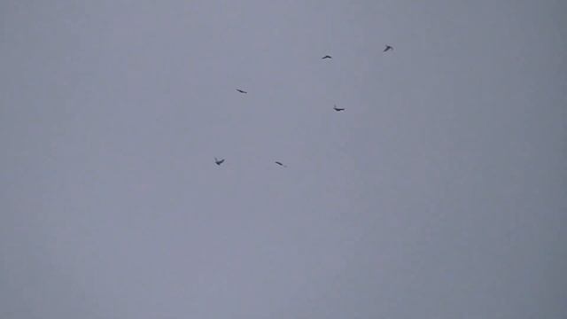 Голуби ушли верх а там стая чужих голубей.Pigeons flew to the top and there are other people's dove смотреть онлайн