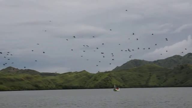 Летающие лисы у острова Комодо / Flying foxes near Comodo island смотреть онлайн