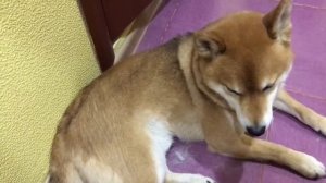 Линька сиба ину в домашних условиях