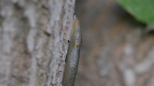 Limacus flavus, cellar slug, yellow slug, tawny garden slug, жёлтый слизень смотреть онлайн