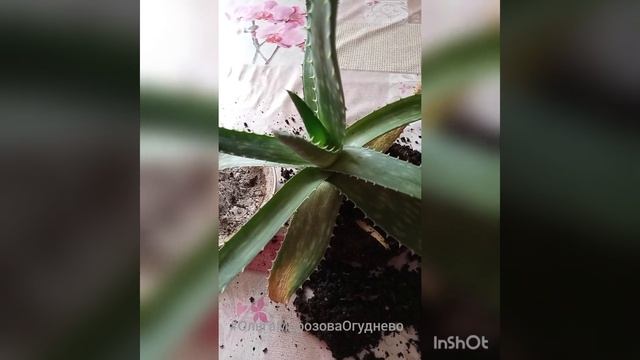 Если желтеют нижние листья у алоэ смотреть онлайн