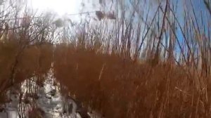 охота с гончими  на шакала