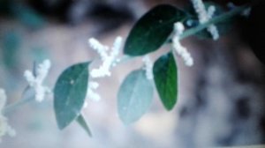 Эрва  шерстистая: лечебные свойства и противопоказания