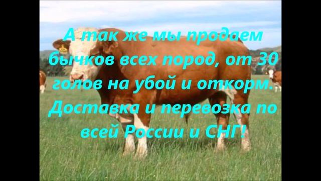 КРС оптом Доставка скотовозами до ваших ворот +7 965 617 60 05 Звоните! смотреть онлайн