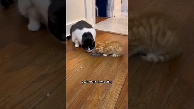 Kitty Soap Opera: Chapter 55... The Sass Mouth, Alcoholic, Catnip Dealer, and Pentecostal Kitties. смотреть онлайн