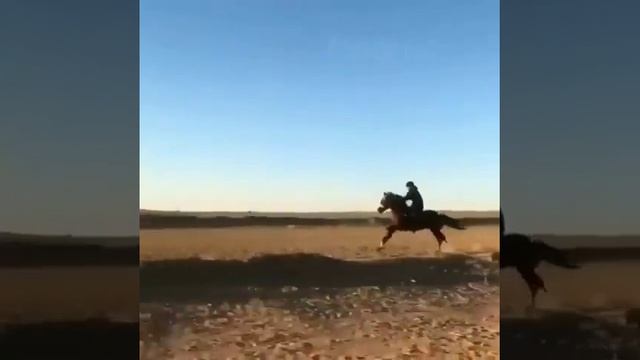 Самые быстрые лошади ? смотреть онлайн