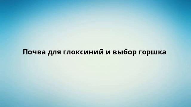 Почва для глоксиний и выбор горшка смотреть онлайн