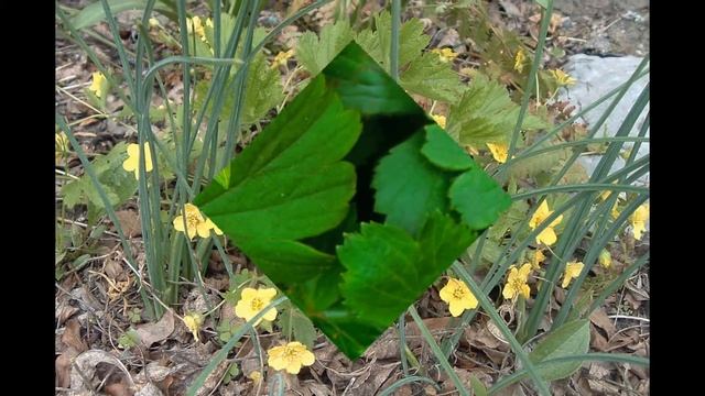 ВАЛЬДШТЕЙНИЯ (WALDSTEINIA) сем. Розоцветные смотреть онлайн