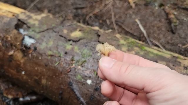 Early spring Wild Mushroom Foraging -March 2023 смотреть онлайн