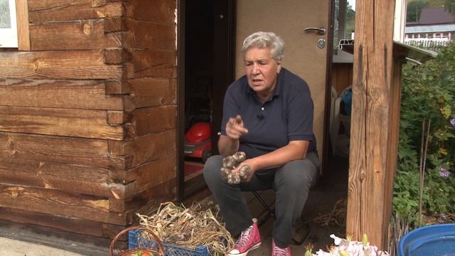 Голова садовая - Подготовка чеснока к хранению смотреть онлайн