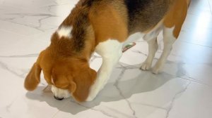 ШЕРЛОКА ВЫГНАЛИ ИЗ ШКОЛЫ. БАТЯ ВСЕ УЗНАЛ. БРОС ШОУ ПЕТ