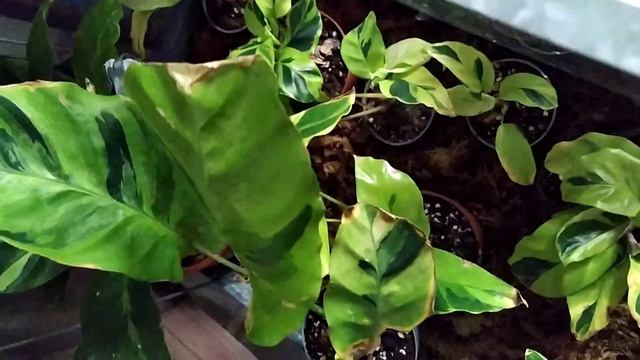 Calathea Yellow fusion/Thaï beauty tour 2020 смотреть онлайн