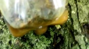 эффективный прием борьбы с осами и шершнями на пасеке