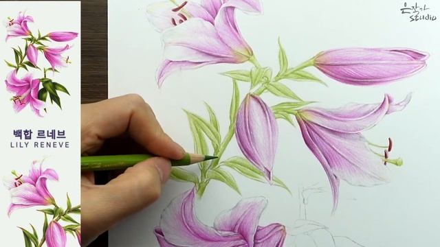 ?[무편집-전체영상] 핑크백합 르네브 색연필그리기 | Lily Reneve Drawing смотреть онлайн