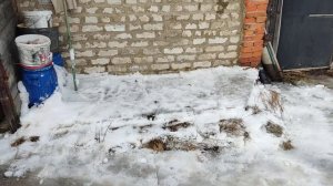 Как задержать цветение ЯБЛОНЬ!!