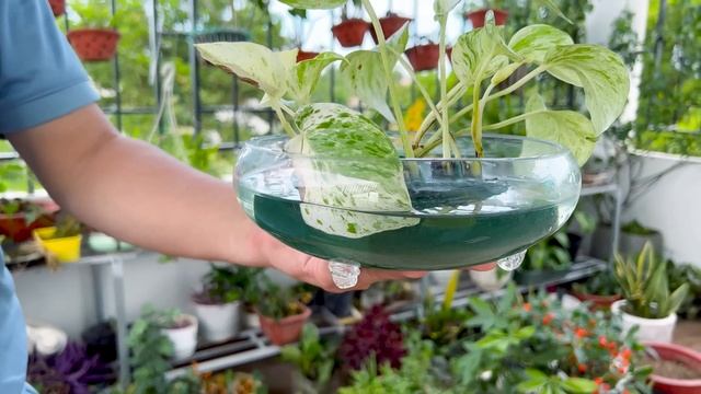 Marble Queen is very beautiful aquatic plant, how to grow Araceae family at home simply смотреть онлайн