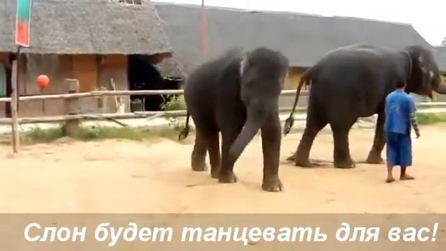 "Кто сказал, что слоны не могут танцевать? смотреть онлайн