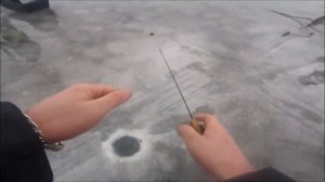 Зимняя рыбалка в толпе на окуня в СПб