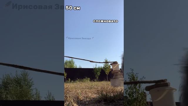 КВАДРОБИКА ПЕРЕПРЫГНУЛА 87 СМ😱#квадробика #спорт  #териан