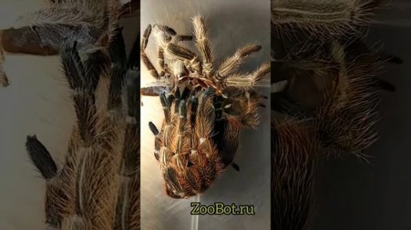 Линька паука-птицееда (Grammostola Rosea)
