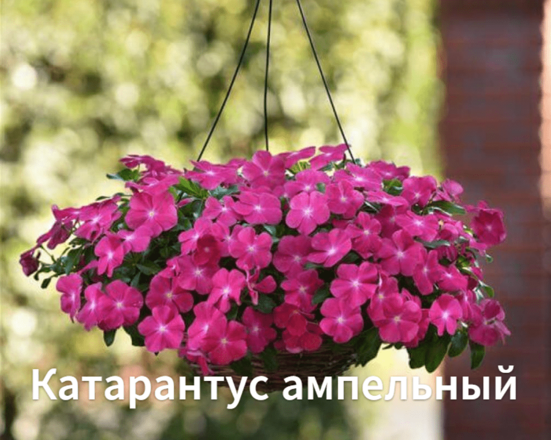 Как сажать катарантус ампельный.Высаживаем рассаду катарантуса в открытый грунт(кашпо). смотреть онлайн