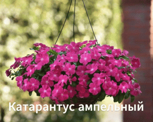Как сажать катарантус ампельный.Высаживаем рассаду катарантуса в открытый грунт(кашпо).