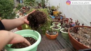 Солейролия. Пересадка растений в кашпо без дренажных отверстий.