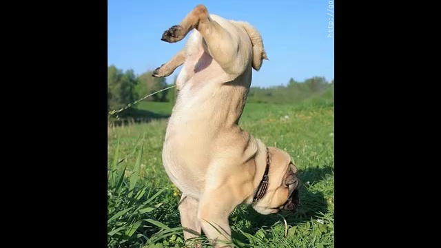 Видео Детская песня Не дразните собак смотреть онлайн