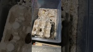 Аргентинский таракан как кормовой объект. содержание и разведение.