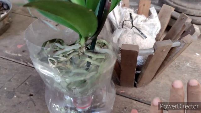 Replante de orquídea phalaenopsis na pet смотреть онлайн