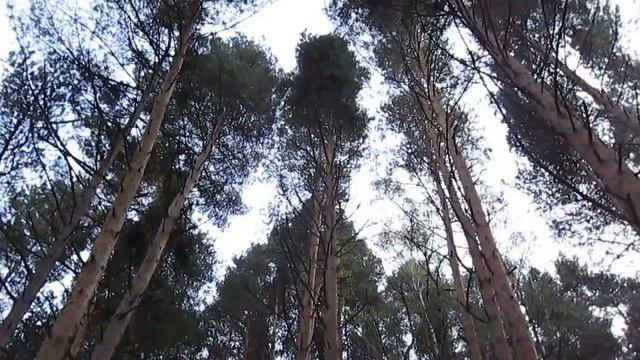 Кисловодский парк. Октябрь-2016 г. смотреть онлайн