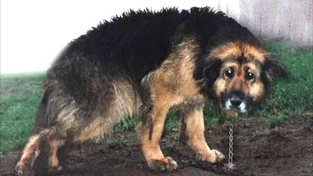 10 лет бедная собака была на цепи. Увидев этот взгляд, волонтеры еле сдержали слёзы… смотреть онлайн