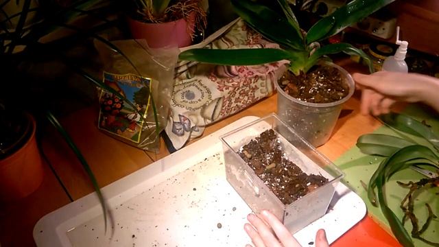 ОРХИДЕЯ ПАФИОПЕДИЛУМ _ Время сажать _ смотреть онлайн