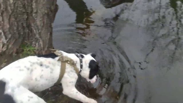 Питбуль щенок 10 месяцев | Помесь Стаффа с Питбулем | Pitbull | Staffordshire | Amstaff