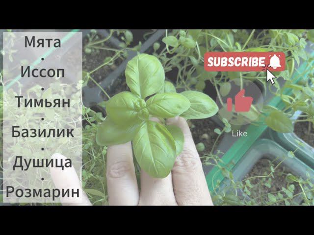 Посев пряных и лекарственных трав  | 100% всхожесть мелких семян: лайфхак  | Огород на подоконнике