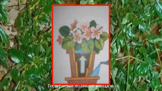 Способы полива комнатных растений смотреть онлайн