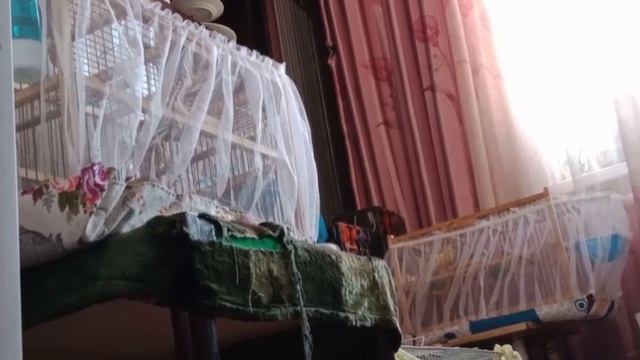 Птицы заливаются. Пение моих птиц. смотреть онлайн